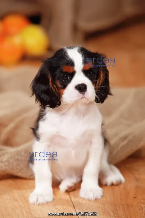 : Cavalier King Charles Spaniel, puppy, tricolour : Cavalier King Charles Spaniel, puppy, tricolour