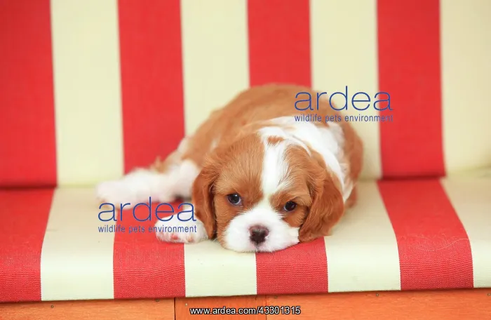 : Cavalier King Charles Spaniel, puppy, tricolour : Cavalier King Charles Spaniel, puppy, tricolour