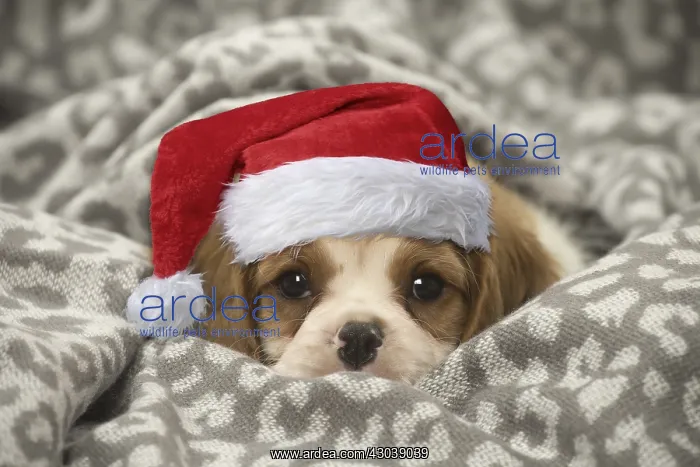 : Cavalier King Charles Spaniel puppy wearing Christmas hat : Cavalier King Charles Spaniel puppy wearing Christmas hat