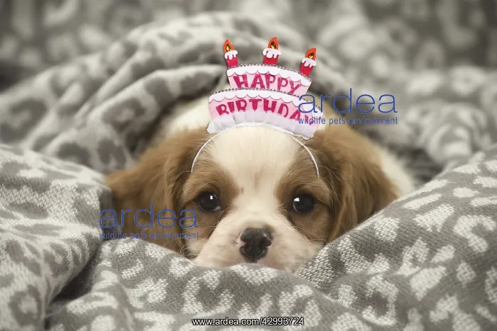 : Cavalier King Charles Spaniel puppy wearing Happy : Cavalier King Charles Spaniel puppy wearing Happy