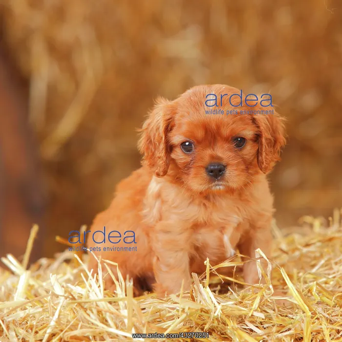 : Cavalier King Charles Spaniel, ruby, puppy, 6 weeks : Cavalier King Charles Spaniel, ruby, puppy, 6 weeks