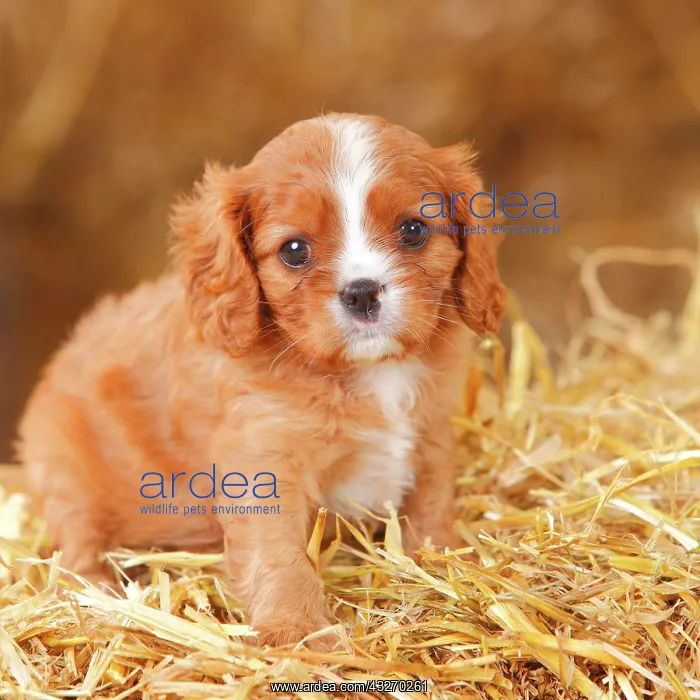 : Cavalier King Charles Spaniel, ruby, puppy, 6 weeks : Cavalier King Charles Spaniel, ruby, puppy, 6 weeks