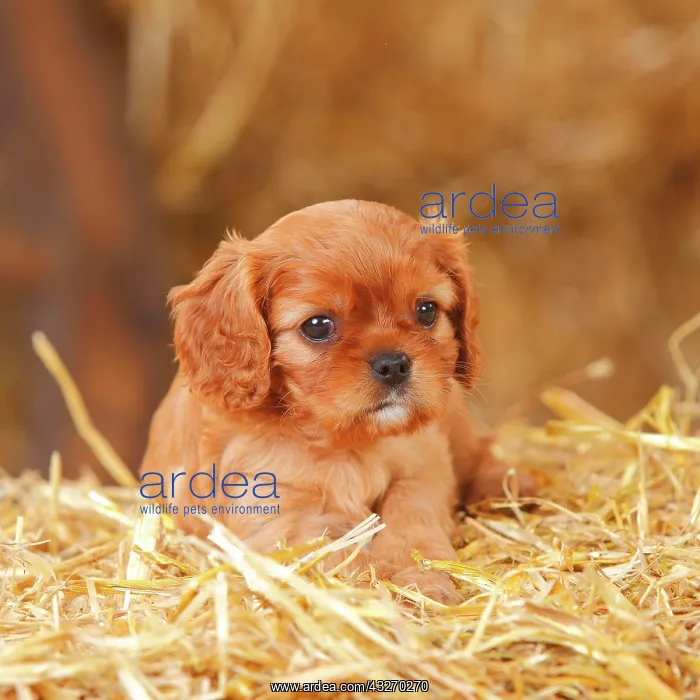  : Cavalier King Charles Spaniel, ruby, puppy, 6 weeks