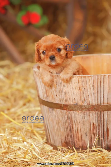 : Cavalier King Charles Spaniel, ruby, puppy, 6 weeks : Cavalier King Charles Spaniel, ruby, puppy, 6 weeks