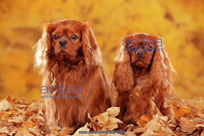 : Cavalier King Charles Spaniel, ruby, two dogs sitting : Cavalier King Charles Spaniel, ruby, two dogs sitting