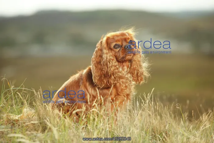 : Cavalier King Charles Spaniel, ruby, male, sitting : Cavalier King Charles Spaniel, ruby, male, sitting