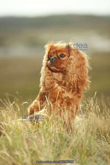 : Cavalier King Charles Spaniel, ruby, male, sitting : Cavalier King Charles Spaniel, ruby, male, sitting
