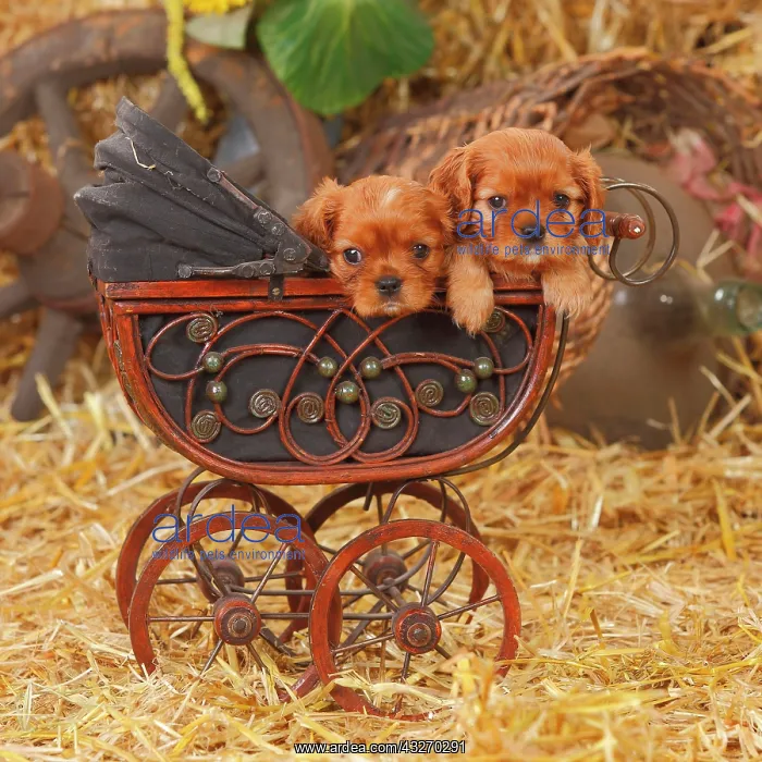 : Cavalier King Charles Spaniel, ruby, two puppies : Cavalier King Charles Spaniel, ruby, two puppies
