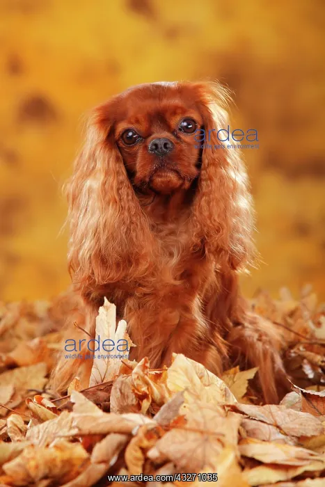 : Cavalier King Charles Spaniel, ruby, sitting in : Cavalier King Charles Spaniel, ruby, sitting in