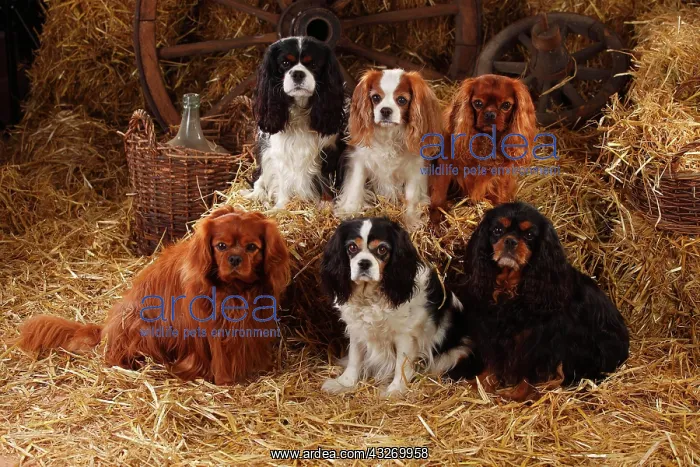 : Cavalier King Charles Spaniel, ruby, tricolour : Cavalier King Charles Spaniel, ruby, tricolour