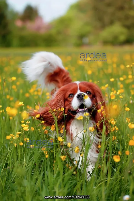 : Cavalier King Charles Spaniel running through a : Cavalier King Charles Spaniel running through a