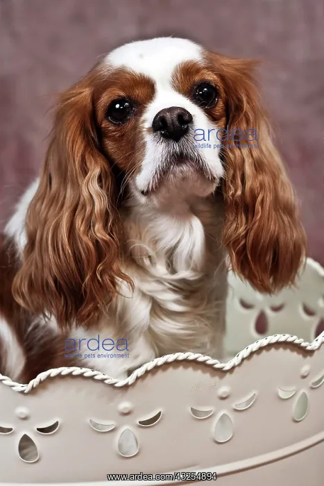  : Cavalier King Charles Spaniel sitting in an ornate