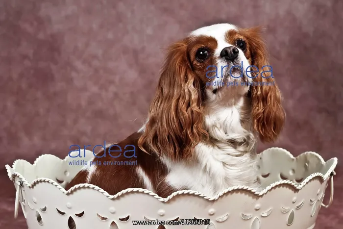 : Cavalier King Charles Spaniel sitting in an ornate : Cavalier King Charles Spaniel sitting in an ornate