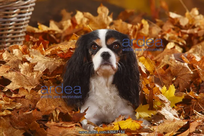  : Cavalier King Charles Spaniel, tricolour, autumn leaves