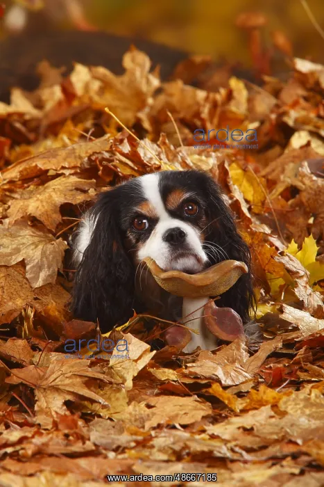 : Cavalier King Charles Spaniel, tricolour, autumn leaves : Cavalier King Charles Spaniel, tricolour, autumn leaves