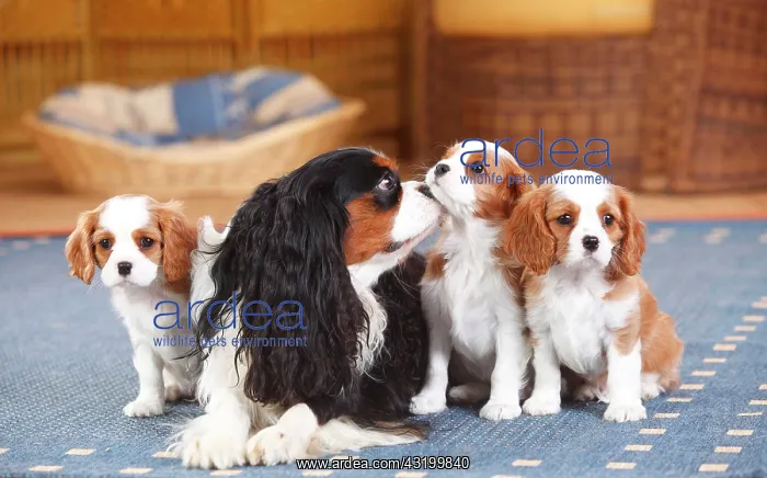 : Cavalier King Charles Spaniel, tricolour, bitch : Cavalier King Charles Spaniel, tricolour, bitch