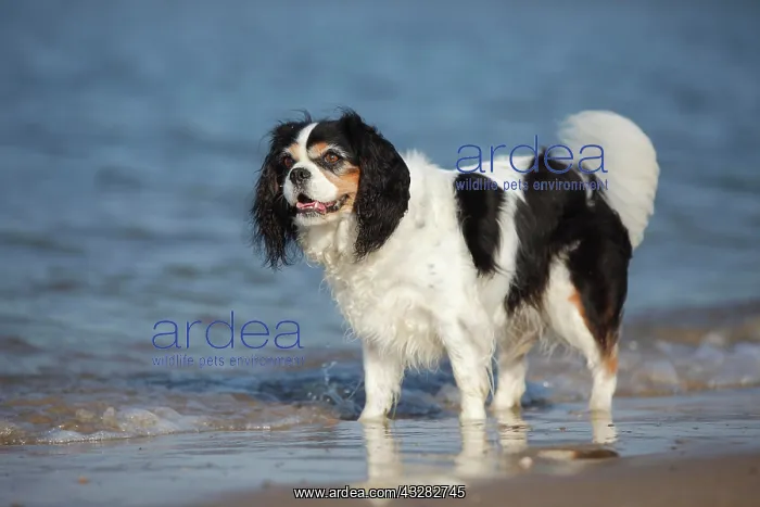 : Cavalier King Charles Spaniel, tricolour, bitch : Cavalier King Charles Spaniel, tricolour, bitch
