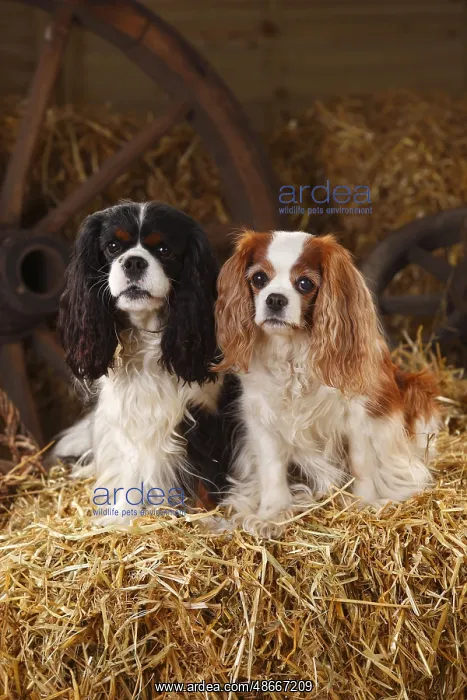 : Cavalier King Charles Spaniel, Tricolour and Blenheim : Cavalier King Charles Spaniel, Tricolour and Blenheim