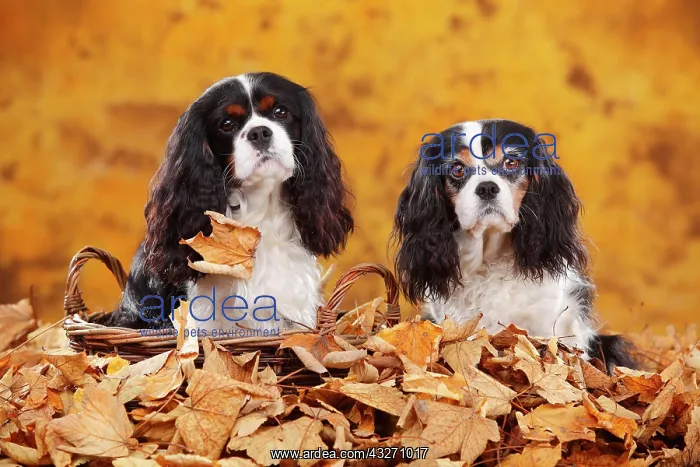: Cavalier King Charles Spaniel, tricolour, two dogs : Cavalier King Charles Spaniel, tricolour, two dogs