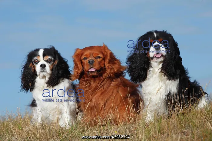 : Cavalier King Charles Spaniel, tricolour and ruby : Cavalier King Charles Spaniel, tricolour and ruby