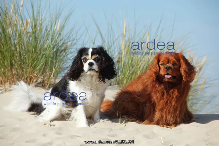 : Cavalier King Charles Spaniel, tricolour and ruby : Cavalier King Charles Spaniel, tricolour and ruby