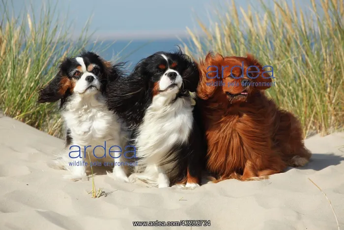 : Cavalier King Charles Spaniel, tricolour and ruby : Cavalier King Charles Spaniel, tricolour and ruby