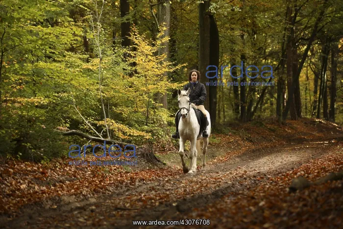 : Cavalier walking in woods in autumn Netherlands : Cavalier walking in woods in autumn Netherlands