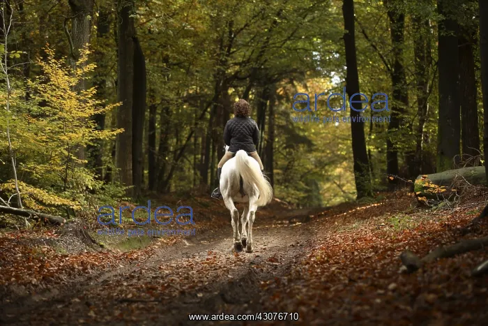 : Cavalier walking in woods in autumn Netherlands : Cavalier walking in woods in autumn Netherlands