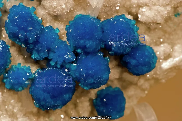  : Cavansite. Wagholi - Pune - India