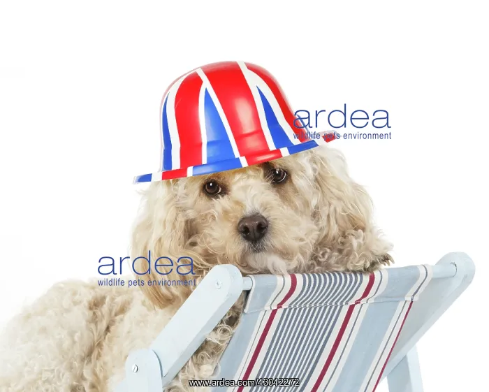 : Cavapoo Dog in a deck chair wearing union jack bowler : Cavapoo Dog in a deck chair wearing union jack bowler