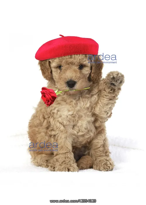  : Cavapoo Dog, puppy 6 weeks old wearing red beret