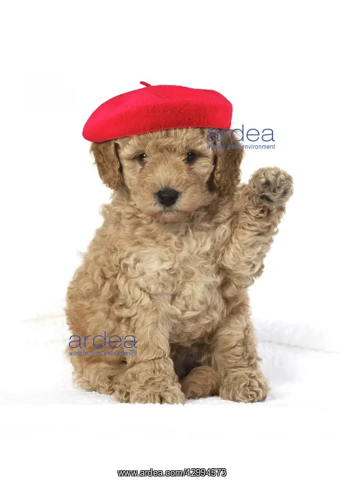  : Cavapoo Dog, puppy 6 weeks old wearing red beret with paw up