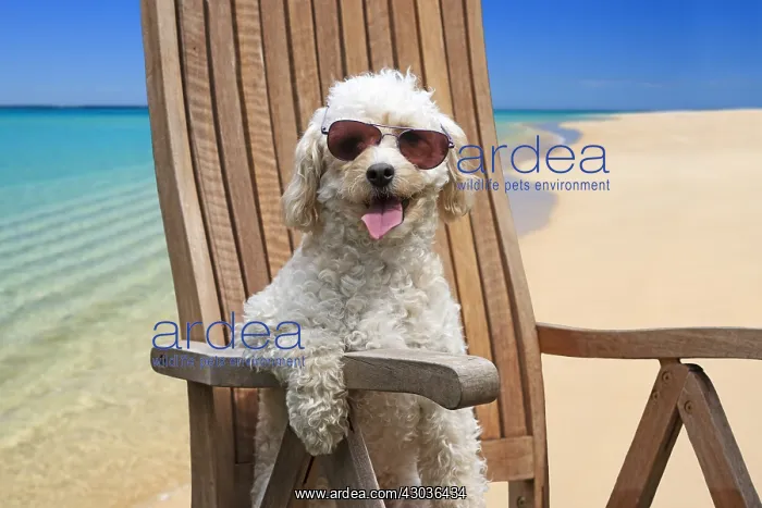 : Cavapoo Dog sitting in a deck chair on the beach : Cavapoo Dog sitting in a deck chair on the beach