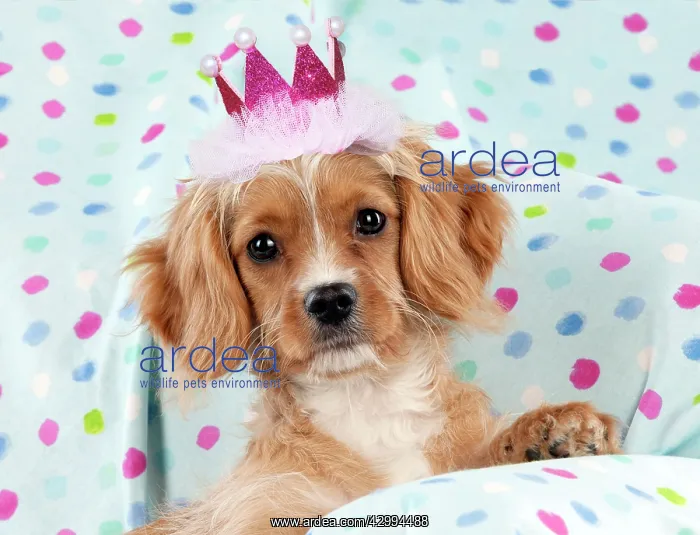 : Cavapoo Dog, sitting on spotty blanket wearing pink crown : Cavapoo Dog, sitting on spotty blanket wearing pink crown