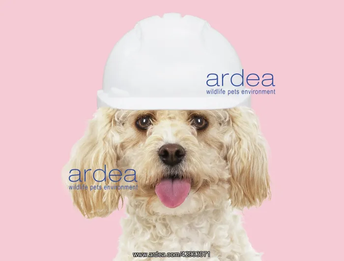 : Cavapoo Dog, wearing builder hat : Cavapoo Dog, wearing builder hat
