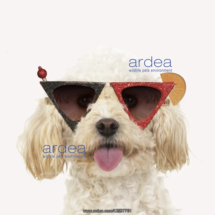 : Cavapoo Dog, wearing cocktail sunglasses : Cavapoo Dog, wearing cocktail sunglasses