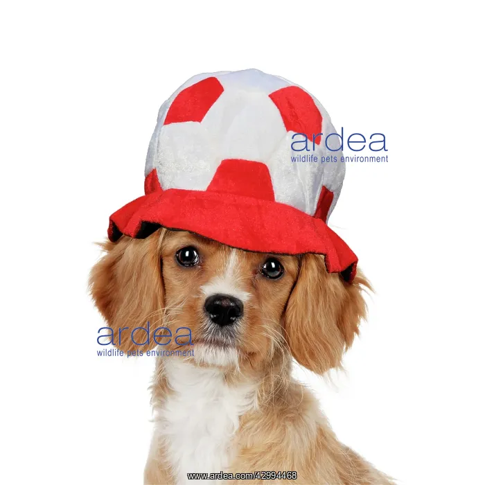 : Cavapoo Dog wearing football hat : Cavapoo Dog wearing football hat