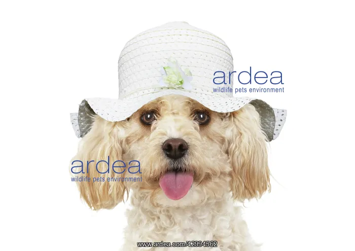 : Cavapoo Dog, wearing a hat : Cavapoo Dog, wearing a hat