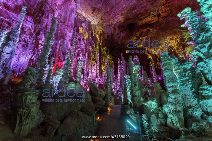 : Cave of the Aven Armand - Hures la parade - Lozere : Cave of the Aven Armand - Hures la parade - Lozere