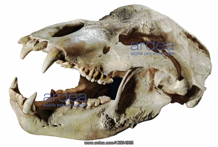 : Cave Bear Skull : Cave Bear Skull
