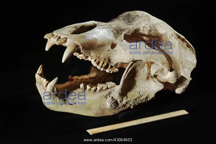  : Cave Bear Skull