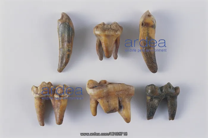 : Cave Bear Teeth : Cave Bear Teeth