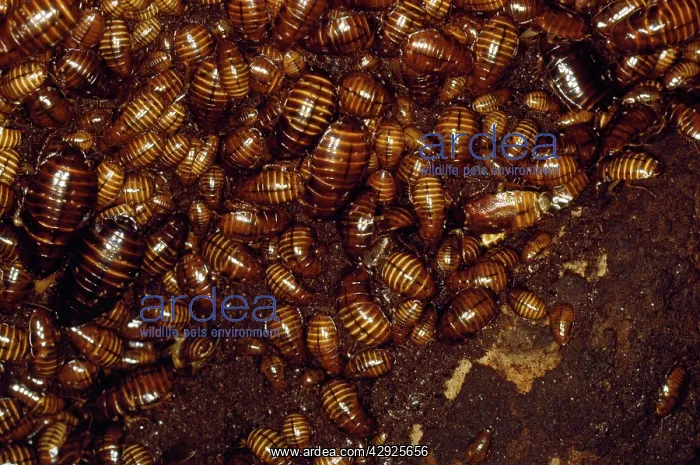 : Cave Cockroaches - in bat cave : Cave Cockroaches - in bat cave