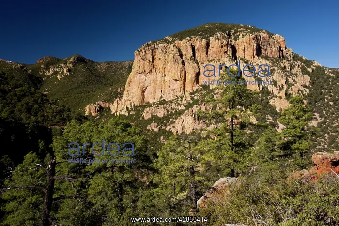 : Cave Creek Canyon, in the Coronado National Forest : Cave Creek Canyon, in the Coronado National Forest