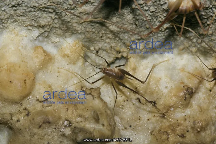 : Cave Cricket : Cave Cricket