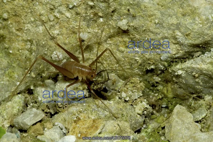 : Cave Cricket : Cave Cricket