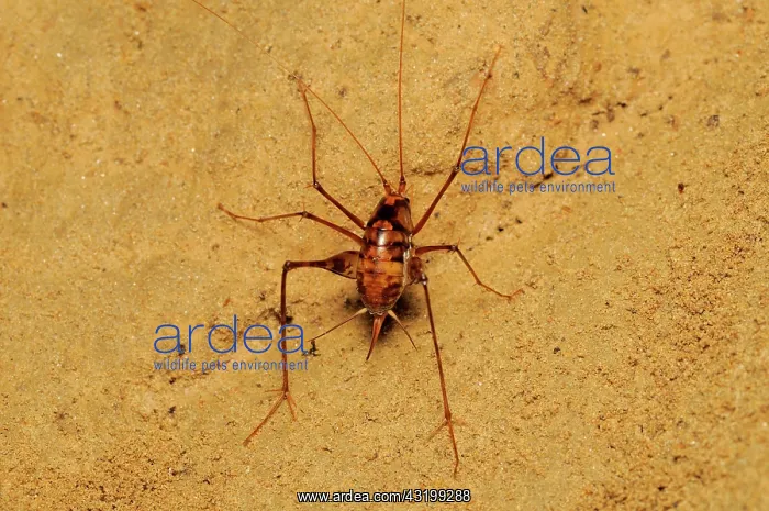 : cave cricket : cave cricket
