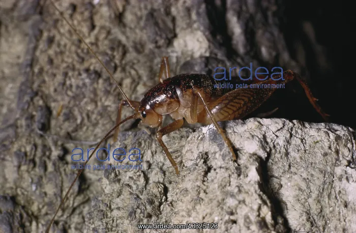 : Cave Cricket : Cave Cricket