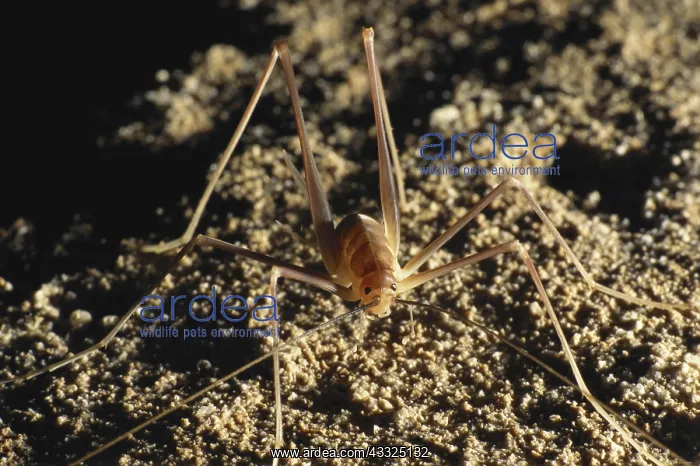 : Cave Cricket : Cave Cricket