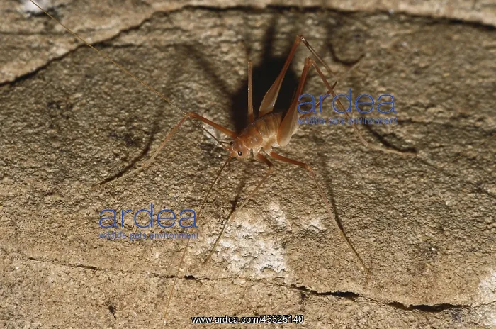: Cave Cricket : Cave Cricket